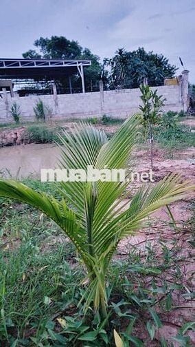 Bán vườn cây 993m thôn bình an Hàm chính,  QL28 có thổ cư