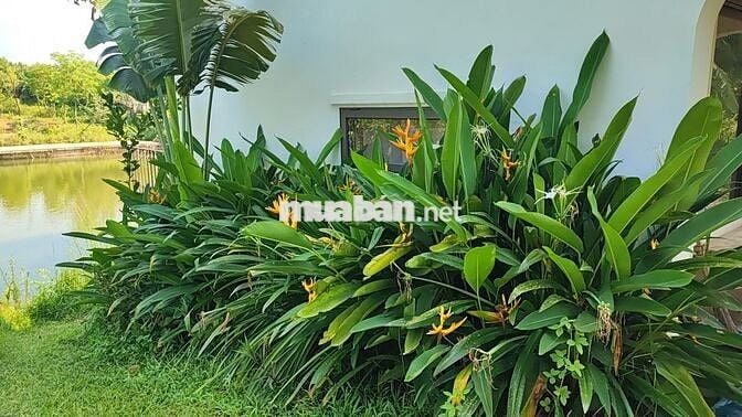 Đất HN view hồ giá chỉ vài triệu 1 mét vuông, 40 phút lái xe