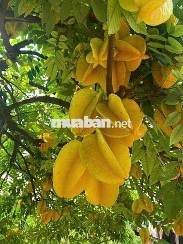 Cho  THUÊ NHÀ ĐƯỜNG PHÚ THỌ HOÀ - P PHÚ THỌ HOÀ : 4 x 15 M Đúc 1 lầu