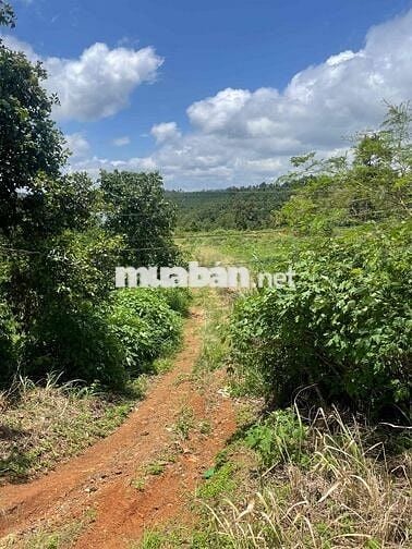 bán lô đất trồng cây 3788m2 tại xuân Ninh, xuân Sơn, Vạn Ninh