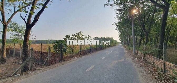 ĐẤT THỔ CƯ GIÁ RẺ TẠI HÒA LỢI BẾN CÁT TPHCM. GIÁ CHỈ HƠN 8 TRIẸU 1 M2