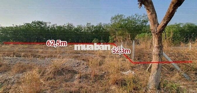 ĐẤT THỔ CƯ GIÁ RẺ TẠI HÒA LỢI BẾN CÁT TPHCM. GIÁ CHỈ HƠN 8 TRIẸU 1 M2