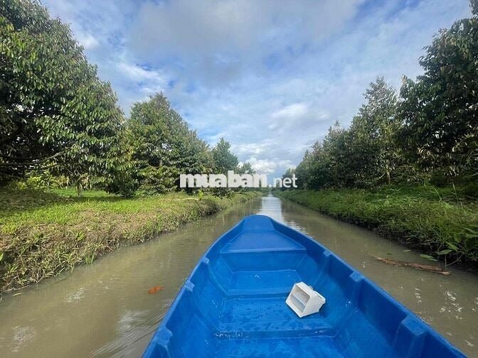 cần bán vườn đang trồng sầu riêng ,mít đang cho thu hoạch