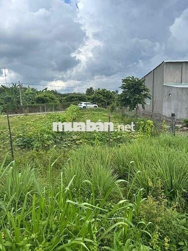ĐẤT ĐẸP - GIÁ TỐT - CẦN BÁN GẤP LÔ Đất ĐẸP Tại Ấp 3 - Bàu Đồn - Gò Dầu