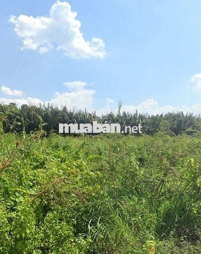 Chủ cần bán gấp lô đất2.800m2, nhỉnh 7 tỷ, đường Nguyễn Văn Tạo,Nhà Bè