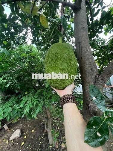 Chủ cần bán căn nhà vườn tại ấp chợ xã Tân Phú Trung