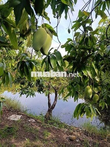 Ali bán nhà hẻm Ô Tô xã Phú Hữu, SHCC giá bán 14 tỷ có TL