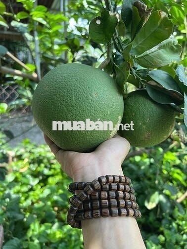 Chủ cần bán căn nhà vườn tại ấp chợ xã Tân Phú Trung