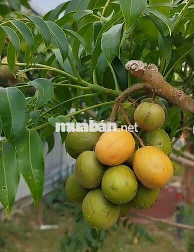 Ann bán nhà mặt tiền đối diện chợ mới Đại Phước