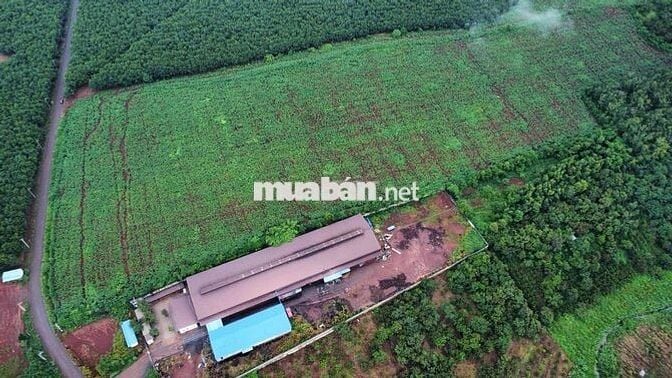 8ha Bình Tân Phú Riềng đất làm dự án