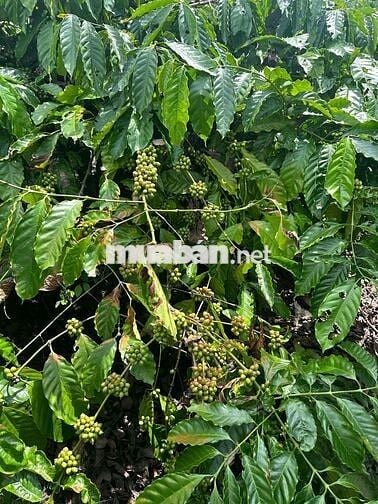 BÁN 1,8 Sào - Hẻm Cấp 1 - Đường Tĩnh Lộ 5 - 68m mặt tiền đường Nhà nướ
