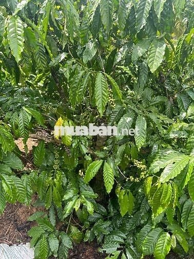 BÁN 1,8 Sào - Hẻm Cấp 1 - Đường Tĩnh Lộ 5 - 68m mặt tiền đường Nhà nướ