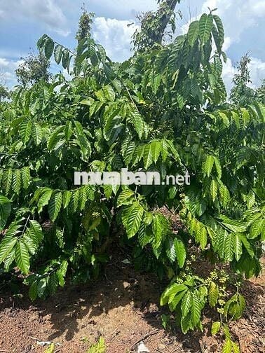 BÁN 1,8 Sào - Hẻm Cấp 1 - Đường Tĩnh Lộ 5 - 68m mặt tiền đường Nhà nướ
