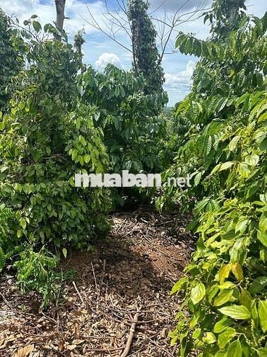 BÁN 1,8 Sào - Hẻm Cấp 1 - Đường Tĩnh Lộ 5 - 68m mặt tiền đường Nhà nướ