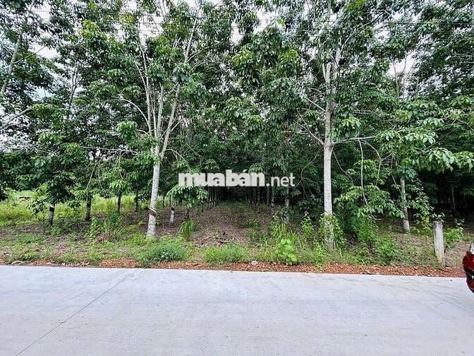 Bán lô đất ngang 23 x 50m gần chợ .