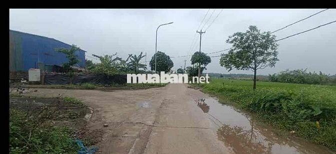 🎆BÁN ĐẤT ĐẤU GIÁ X2 XÓM NGÕ KHÊ NỮ -XÃ PHÚC THỊNH MỚI 🎆 DT : 82,5m