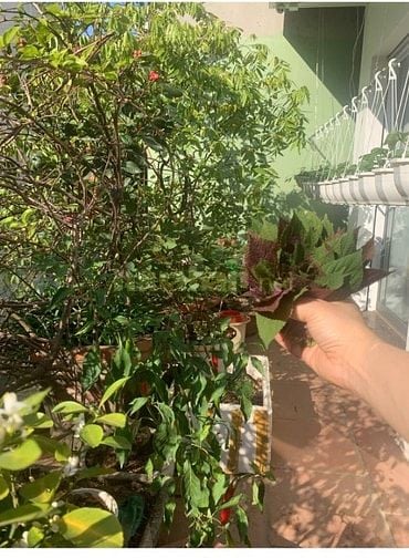 Bán nhà phố Dịch Vọng 105m, 5 tầng, vỉa hè 2 bên, ô tô tránh, phân lô