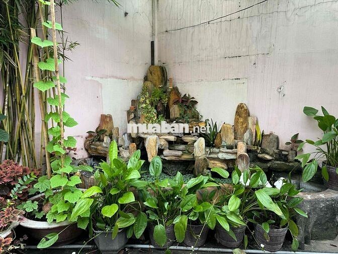 Phòng trọ cho thuê xanh mát yên tĩnh