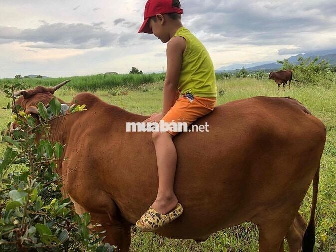 BÁN ĐẤT MẶT ĐƯỜNG CÁI CŨ. 70triệu/m Ngang.Dài hơn 100m