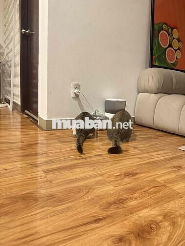 Cho Thuê 1 phòng ngủ trong căn hộ 120m2 3pn Horizon Quận 1