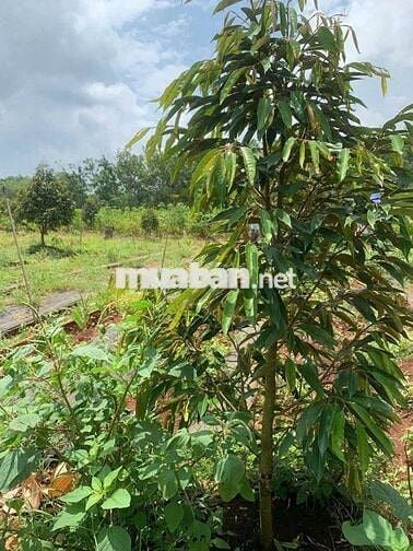 1,6 sào có vài cây Sầu, hơn 70m suối bao quanh. Rất gần Quốc lộ 13C