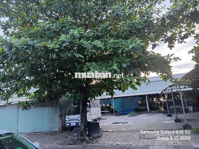 BÁN ĐẤT ĐƯỜNG NHÂN HOÀ 6, ĐỐI DIỆN CHỢ MIẾU BÔNG, HOÀ XUÂN, ĐÀ NẴNG