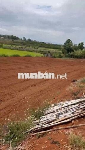 1,2ha đất Nông nghiệp tại Đức Trọng gần sân bay Liên Khương.