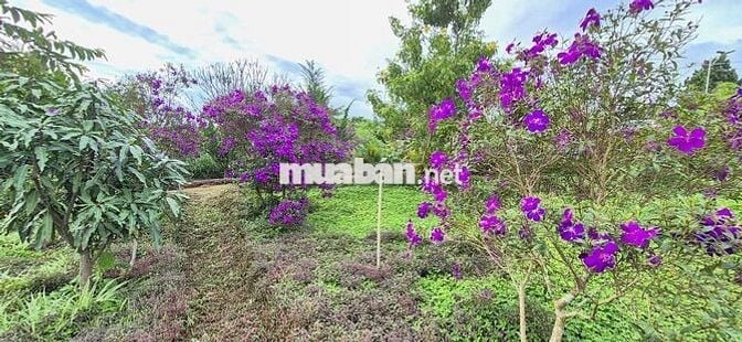 nhà biệt thự vườn 6.000m2 rất đẹp ven đà lạt