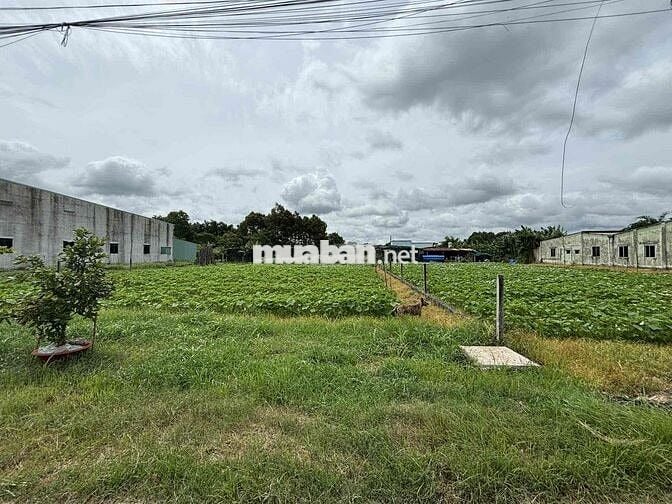 3.	Chính chủ bán đất 117m² Tân Thông Hội – pháp lý rõ ràng