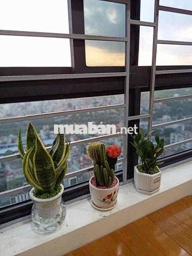 Cần bán! CT8 chung cư Đại Thanh, 45m2, 1N1WC, tặng nội thất