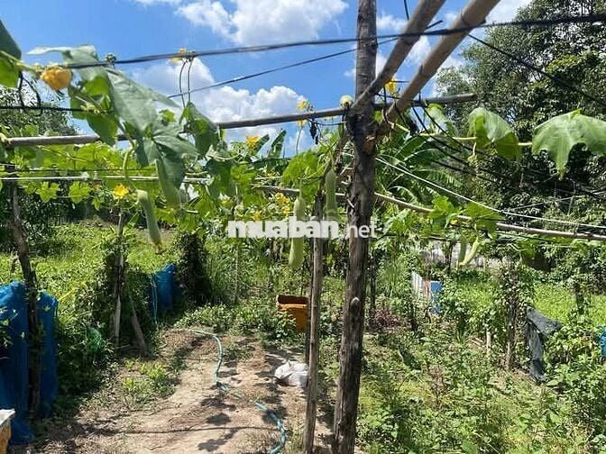 Chính chủ cần bán đất An Điền- Bến Cát
