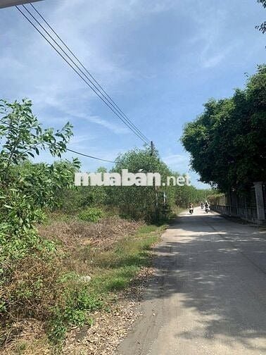 BÁN NHANH Đất Trồng Cây Lâu Năm Tại Thường Tân,Bắc Tân Uyên,Bình Dương