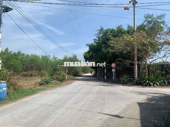 BÁN NHANH Đất Trồng Cây Lâu Năm Tại Thường Tân,Bắc Tân Uyên,Bình Dương
