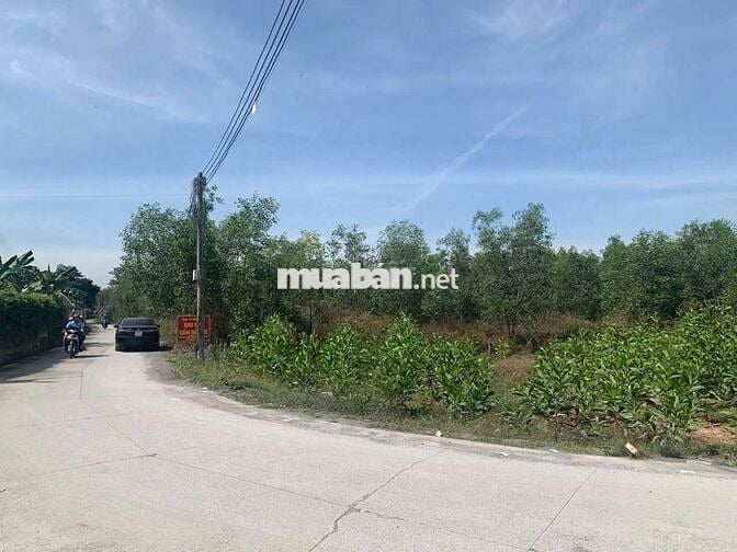 BÁN NHANH Đất Trồng Cây Lâu Năm Tại Thường Tân,Bắc Tân Uyên,Bình Dương