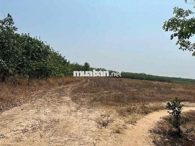 🔥 7,6 mẫu  (76,141m2) - Gò Đất Cao hơn 2,3m-Tân Châu , Tây Ninh