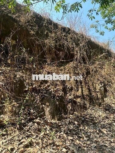 🔥 7,6 mẫu  (76,141m2) - Gò Đất Cao hơn 2,3m-Tân Châu , Tây Ninh