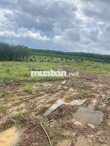 🔥 7,6 mẫu  (76,141m2) - Gò Đất Cao hơn 2,3m-Tân Châu , Tây Ninh