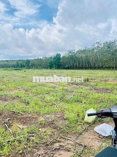 🔥 7,6 mẫu  (76,141m2) - Gò Đất Cao hơn 2,3m-Tân Châu , Tây Ninh