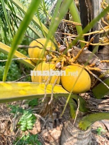 1099mv ĐẤT VƯỜN ĐƯỜNG ÔTÔ, CÓ SẴN CÂY TRÁI ,TÂN THÀNH THỦ THỪA