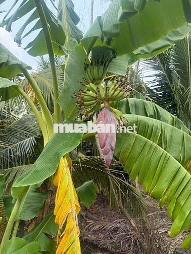 1099mv ĐẤT VƯỜN ĐƯỜNG ÔTÔ, CÓ SẴN CÂY TRÁI ,TÂN THÀNH THỦ THỪA