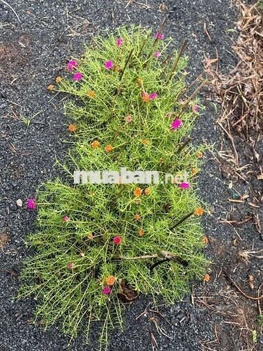 1099mv ĐẤT VƯỜN ĐƯỜNG ÔTÔ, CÓ SẴN CÂY TRÁI ,TÂN THÀNH THỦ THỪA