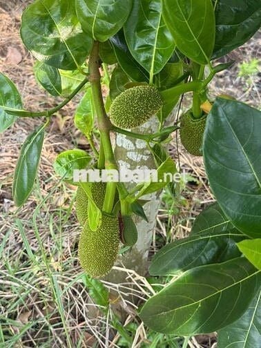 1099mv ĐẤT VƯỜN ĐƯỜNG ÔTÔ, CÓ SẴN CÂY TRÁI ,TÂN THÀNH THỦ THỪA