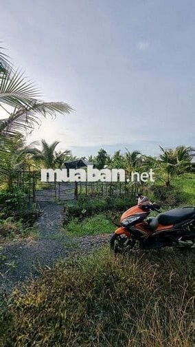 1099mv ĐẤT VƯỜN ĐƯỜNG ÔTÔ, CÓ SẴN CÂY TRÁI ,TÂN THÀNH THỦ THỪA