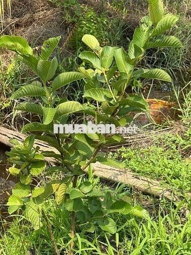 1099mv ĐẤT VƯỜN ĐƯỜNG ÔTÔ, CÓ SẴN CÂY TRÁI ,TÂN THÀNH THỦ THỪA