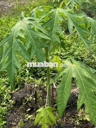 1099mv ĐẤT VƯỜN ĐƯỜNG ÔTÔ, CÓ SẴN CÂY TRÁI ,TÂN THÀNH THỦ THỪA