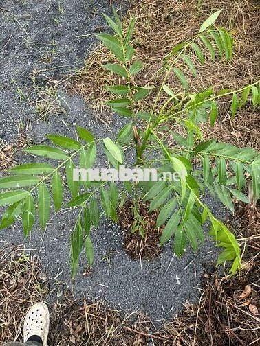 1099mv ĐẤT VƯỜN ĐƯỜNG ÔTÔ, CÓ SẴN CÂY TRÁI ,TÂN THÀNH THỦ THỪA