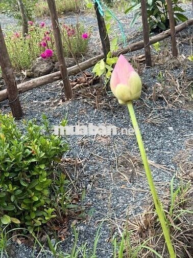 1099mv ĐẤT VƯỜN ĐƯỜNG ÔTÔ, CÓ SẴN CÂY TRÁI ,TÂN THÀNH THỦ THỪA