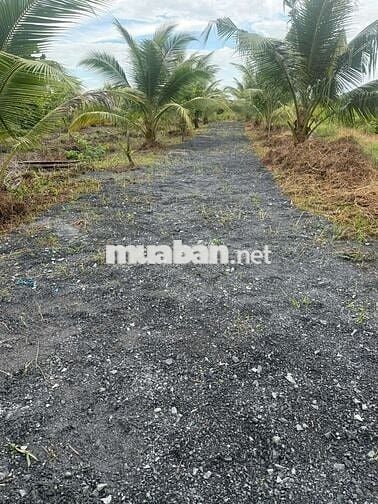 1099mv ĐẤT VƯỜN ĐƯỜNG ÔTÔ, CÓ SẴN CÂY TRÁI ,TÂN THÀNH THỦ THỪA