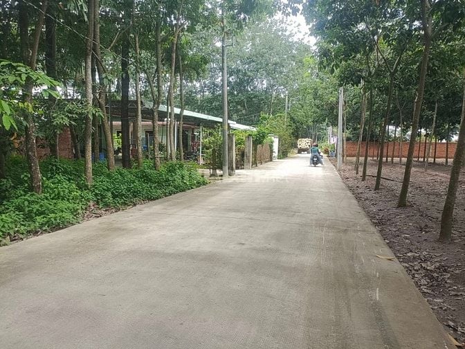 ĐẤT NỀN CHÁNH PHÚ HOÀ GẦN CHỢ CHÁNH LƯU THÀNH PHỐ BẾN CÁT BÌNH DƯƠNG