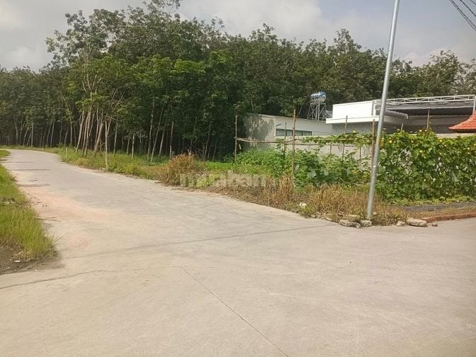 ĐẤT NỀN CHÁNH PHÚ HOÀ GẦN CHỢ CHÁNH LƯU THÀNH PHỐ BẾN CÁT BÌNH DƯƠNG